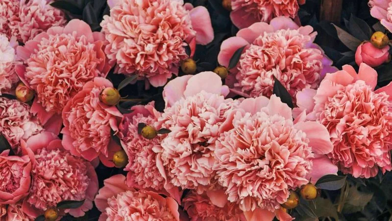 the most beautiful flowers