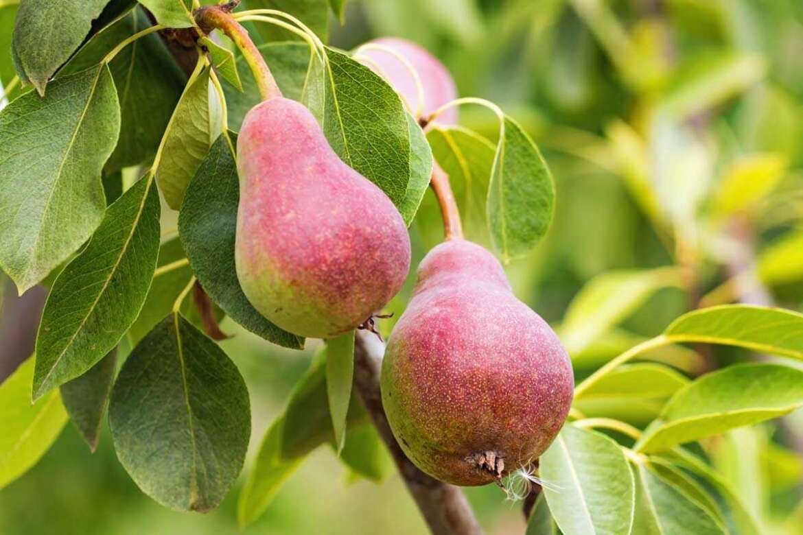 Pear Fruit Farming in India